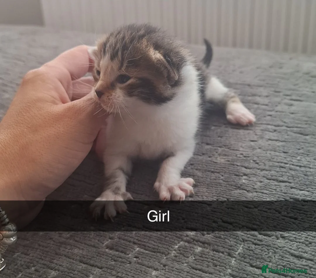 Bengal cats for sale: Bengal mix babies  - Advert 10