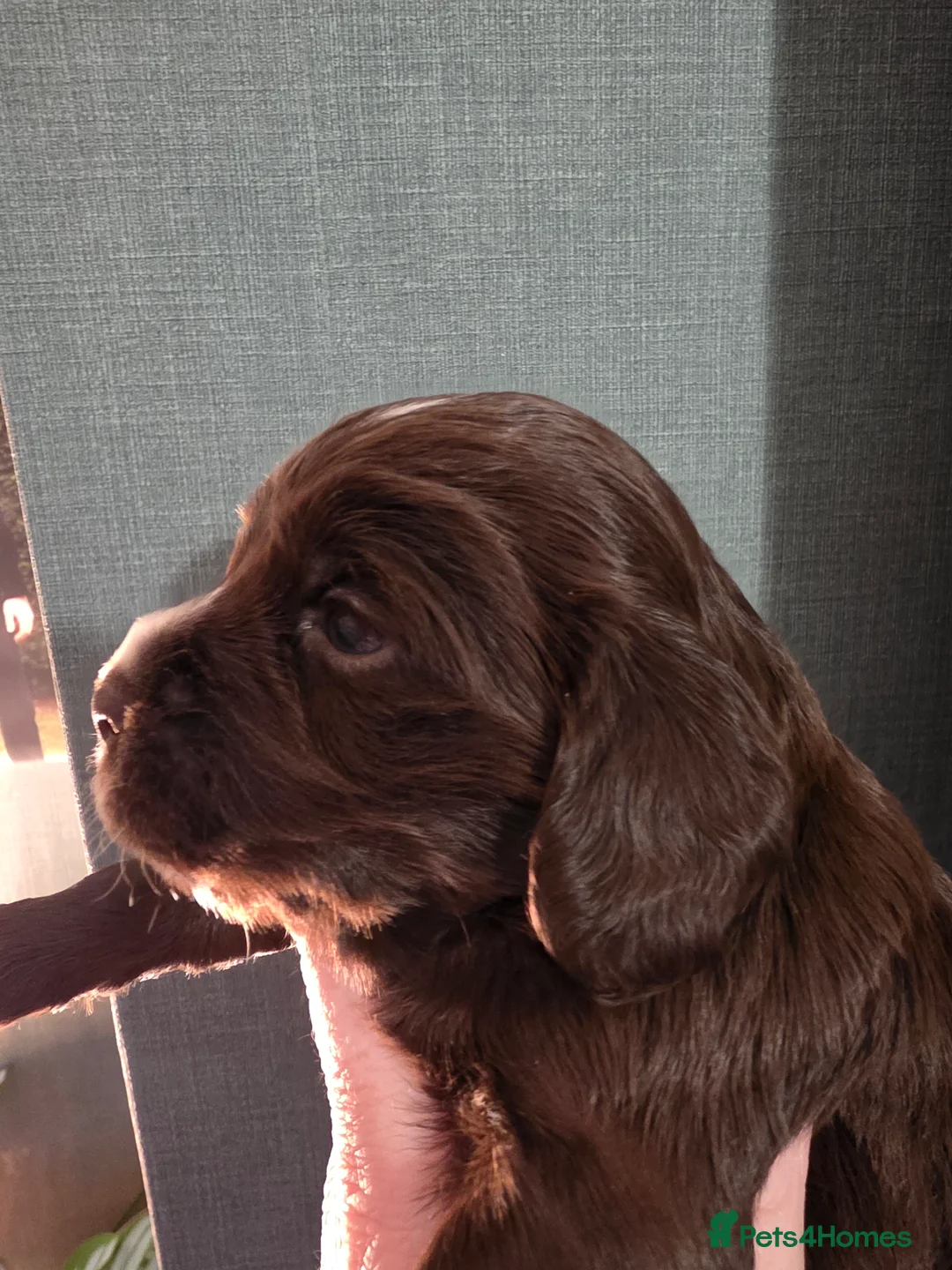 Cocker Spaniel dogs for sale: Choc roan cocker spaniel pups  - Advert 20