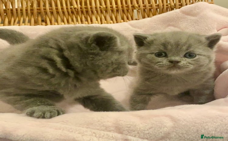 British Shorthair cats - Advert 13