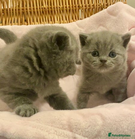 British Shorthair cats - Advert 13