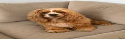 American Cocker Spaniel dogs for sale: American Cockapoo Puppies – Health Tested Parents in Wakefield - Advert 2