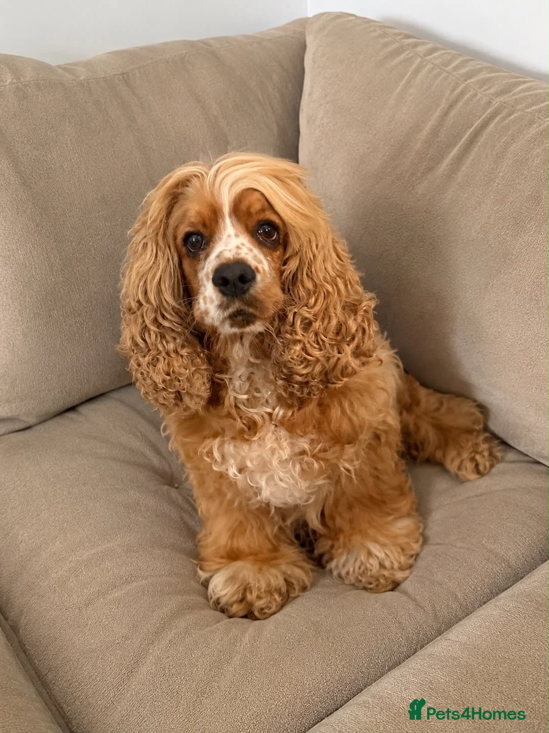 American Cocker Spaniel dogs for sale: American Cockapoo Puppies – Health Tested Parents in Wakefield - Advert 2