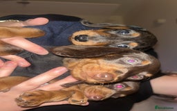 Doxiepoo dogs for sale: Stunning doxiepoos ready November 3rd - Image 10