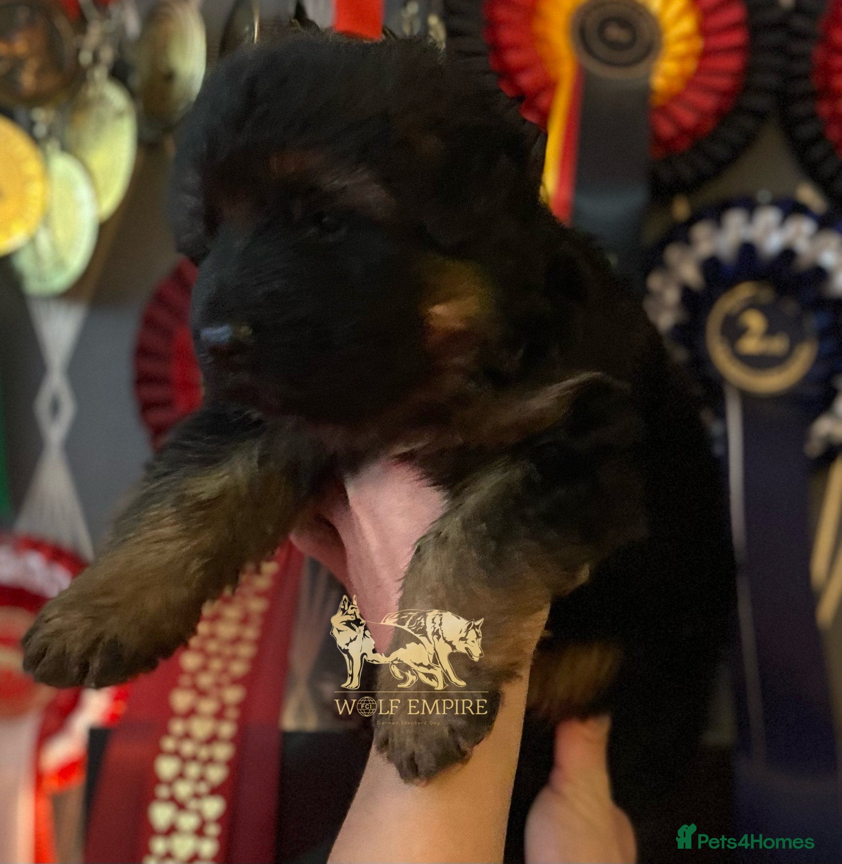 German Shepherd dogs ⭐️BEAUTIFUL GSD PUPPIES⭐️ - Advert 1