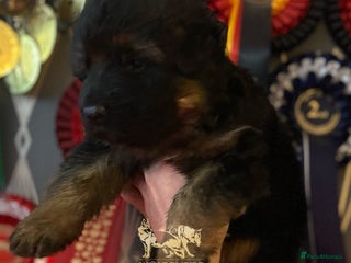 German Shepherd dogs ⭐️BEAUTIFUL GSD PUPPIES⭐️ - Advert 5