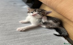 British Shorthair cats for sale: Shorthairs Uk Cat  - Image 22