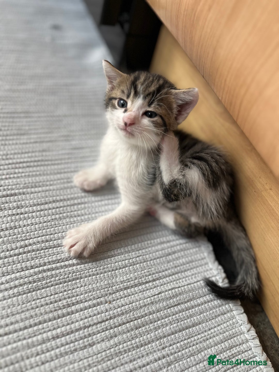 British Shorthair cats for sale: Shorthairs Uk Cat  - Image 22
