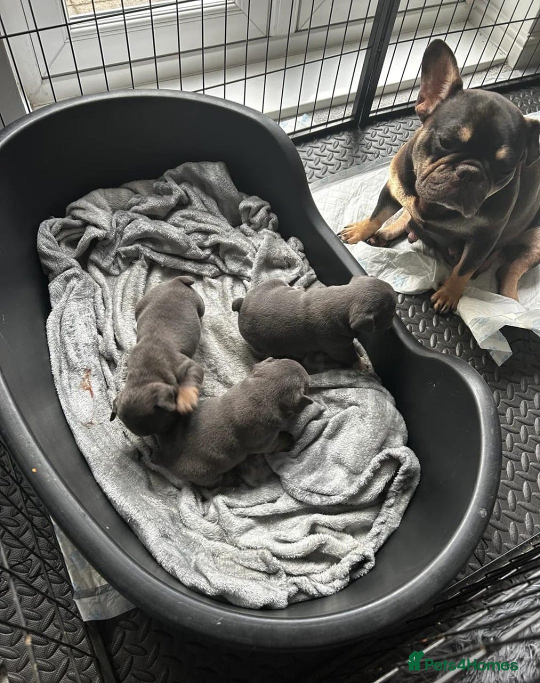 French Bulldog dogs for sale: Beautiful French bulldogs Pups - Image 2