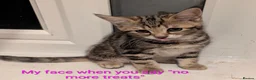 Domestic Shorthair cats for sale: READY TO LEAVE NOW🩵🩷 - Advert 31