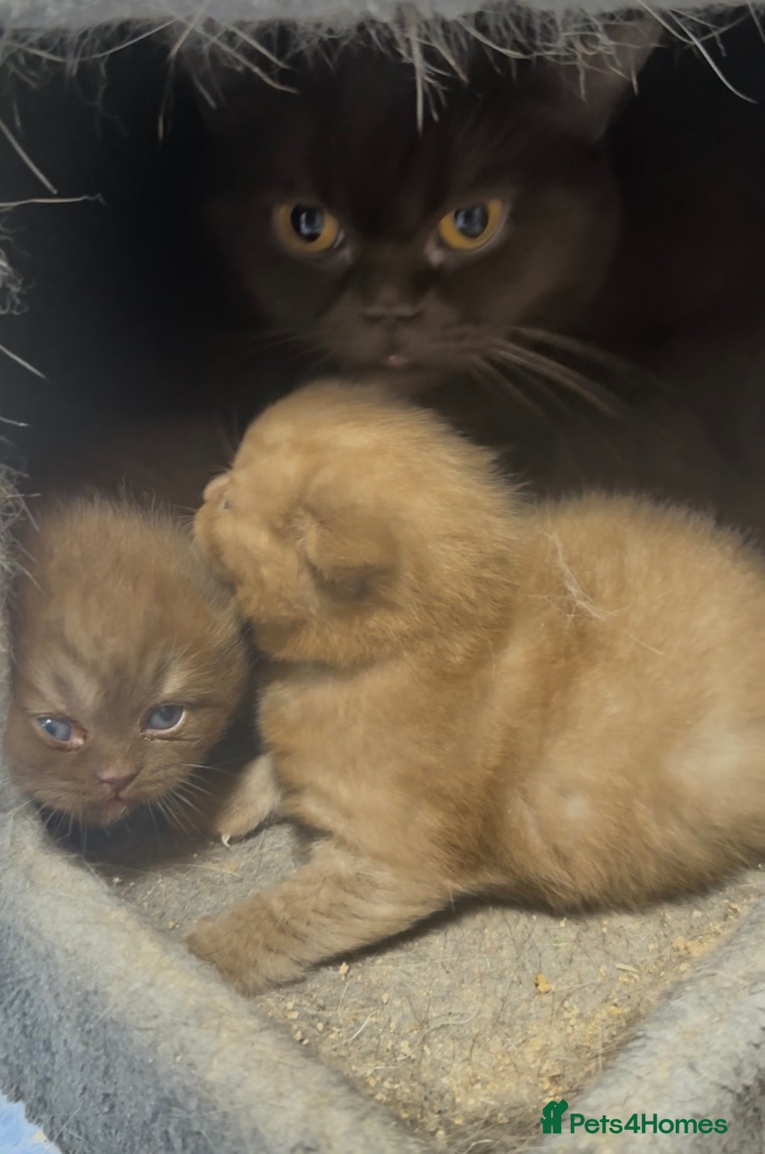 British Shorthair cats for sale: Beautiful chunky boys looking new home - Advert 2