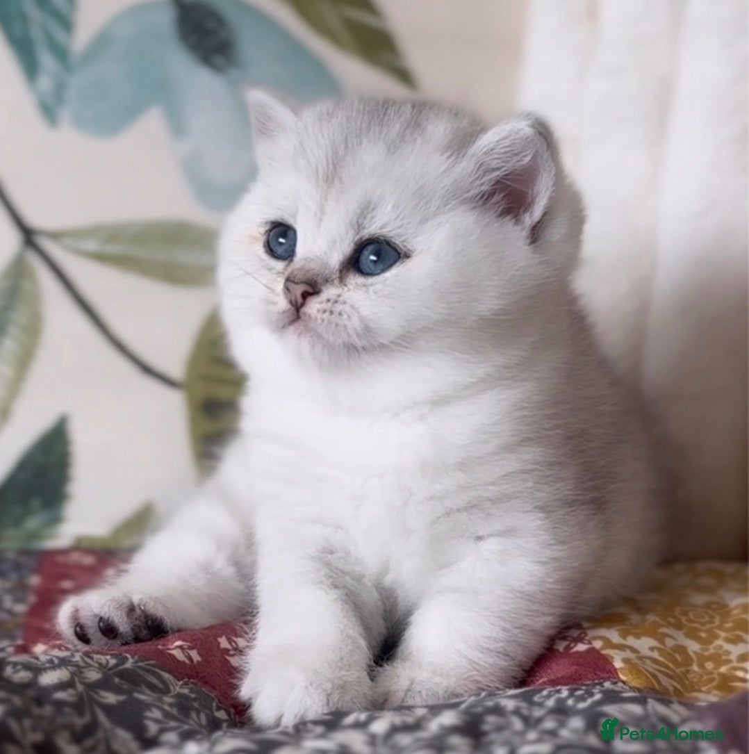 British Shorthair cats Silver British Shorthair kittens - Advert 1