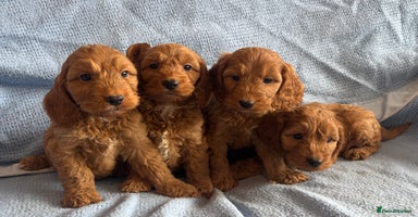Cockapoo dogs - Advert 4
