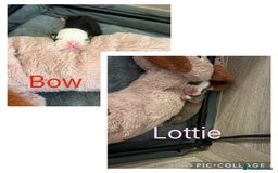 English Bulldog dogs for sale: Gorgeous English bulldog puppy’s  - Image 3