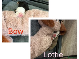 English Bulldog dogs Gorgeous English bulldog puppy NEBBR REGISTERD - Advert 8