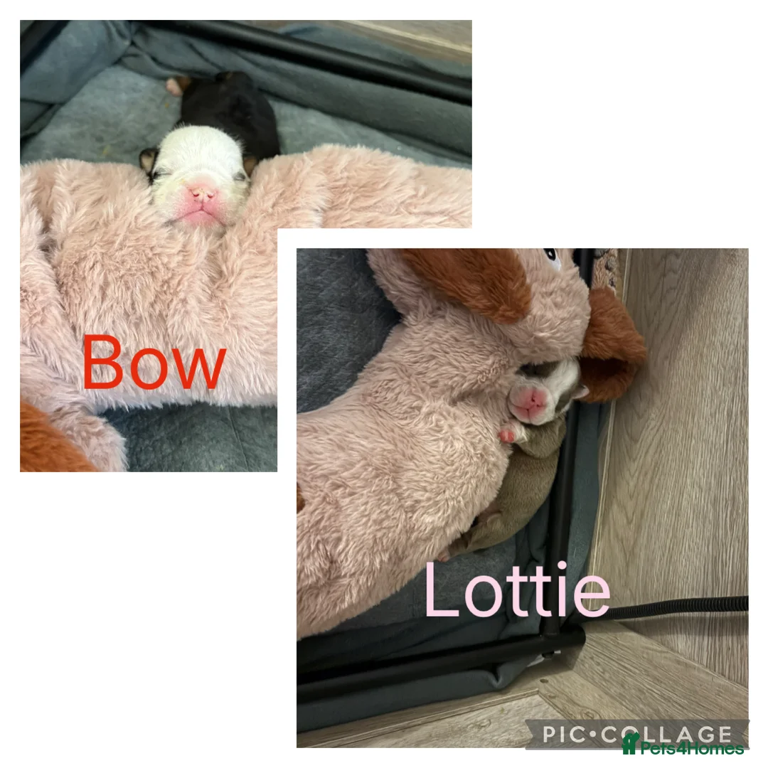 English Bulldog dogs for sale: Gorgeous English bulldog puppy NEBBR REGISTERD - Advert 3