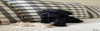 Cockapoo 4