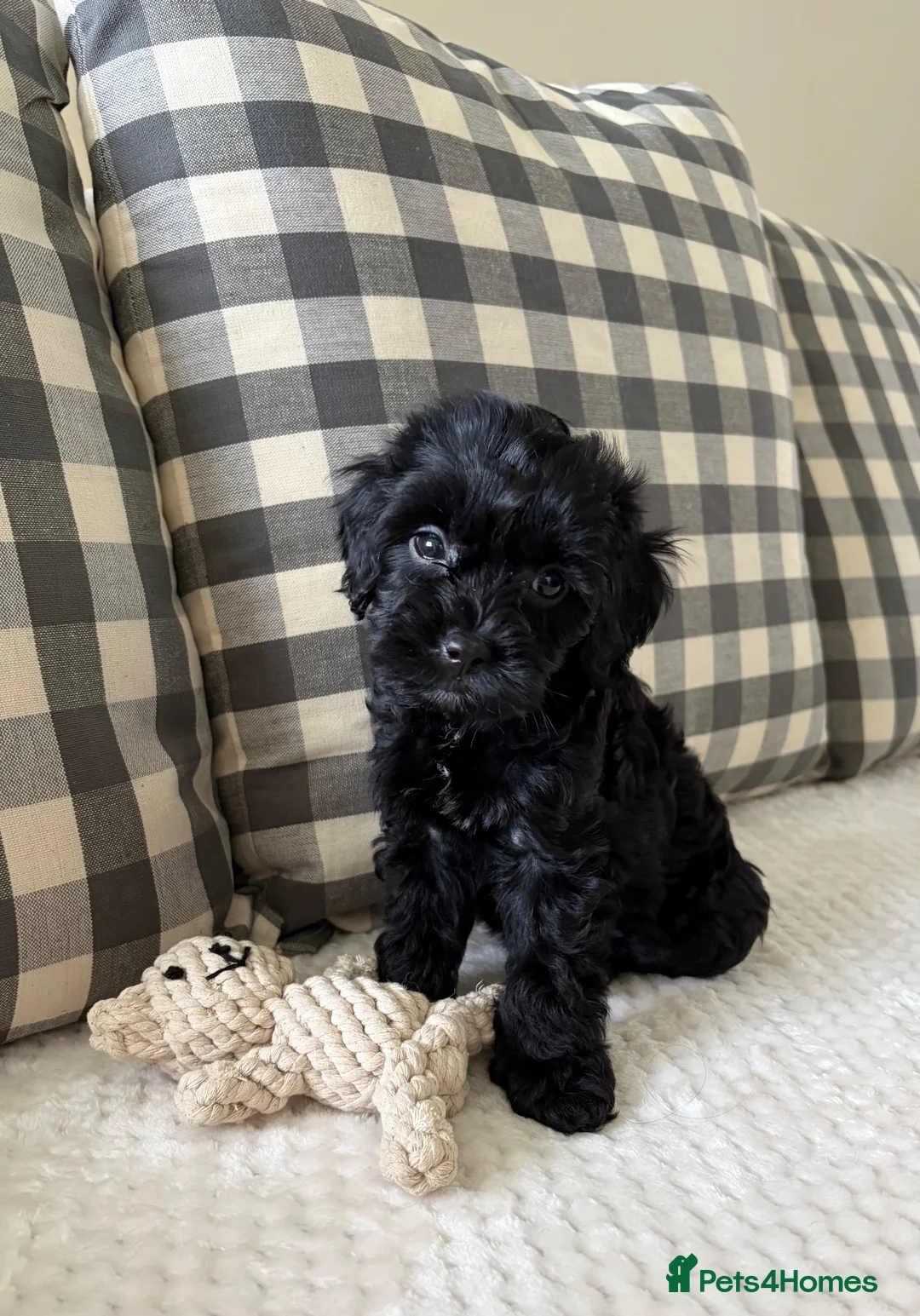 Cockapoo dogs for sale: Extensively Health tested cockapoo puppies  - Advert 19