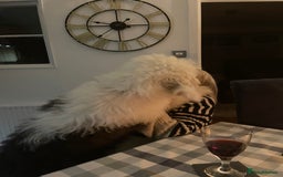 Old English Sheepdog dogs for sale: Old English puppies - Image 26