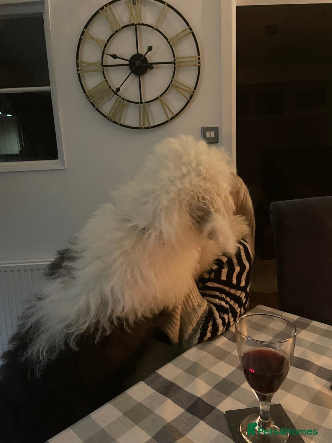 Old English Sheepdog dogs for sale: Old English puppies - Image 26