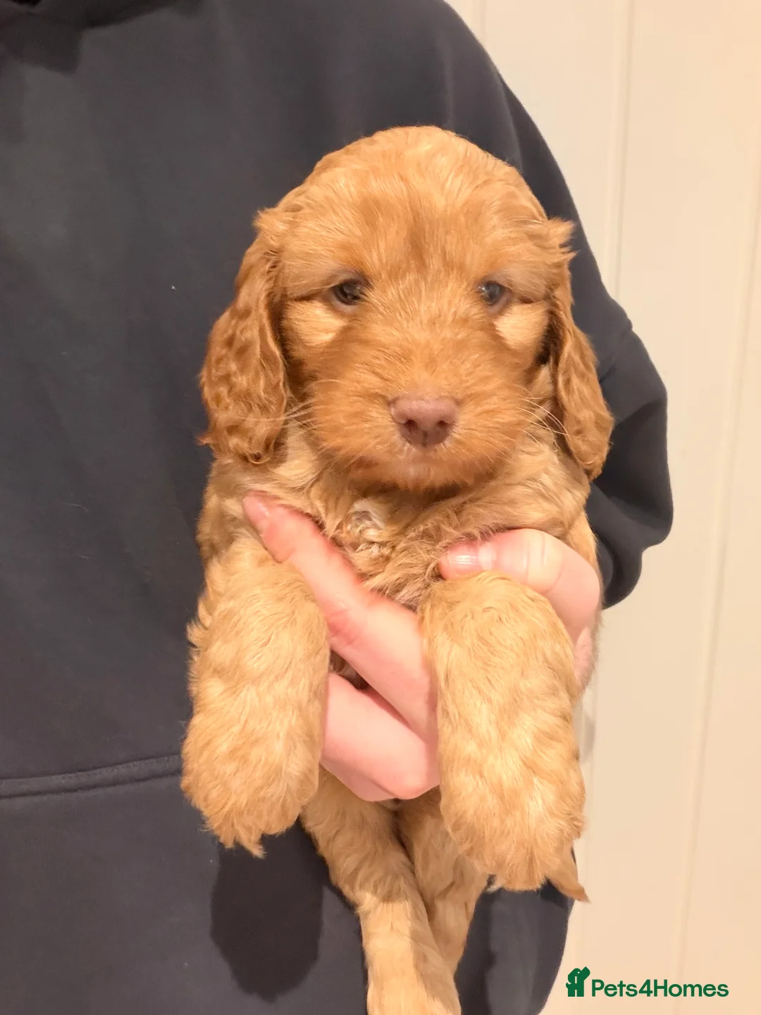 Cockapoo dogs for sale: Cockapoos  - Advert 3