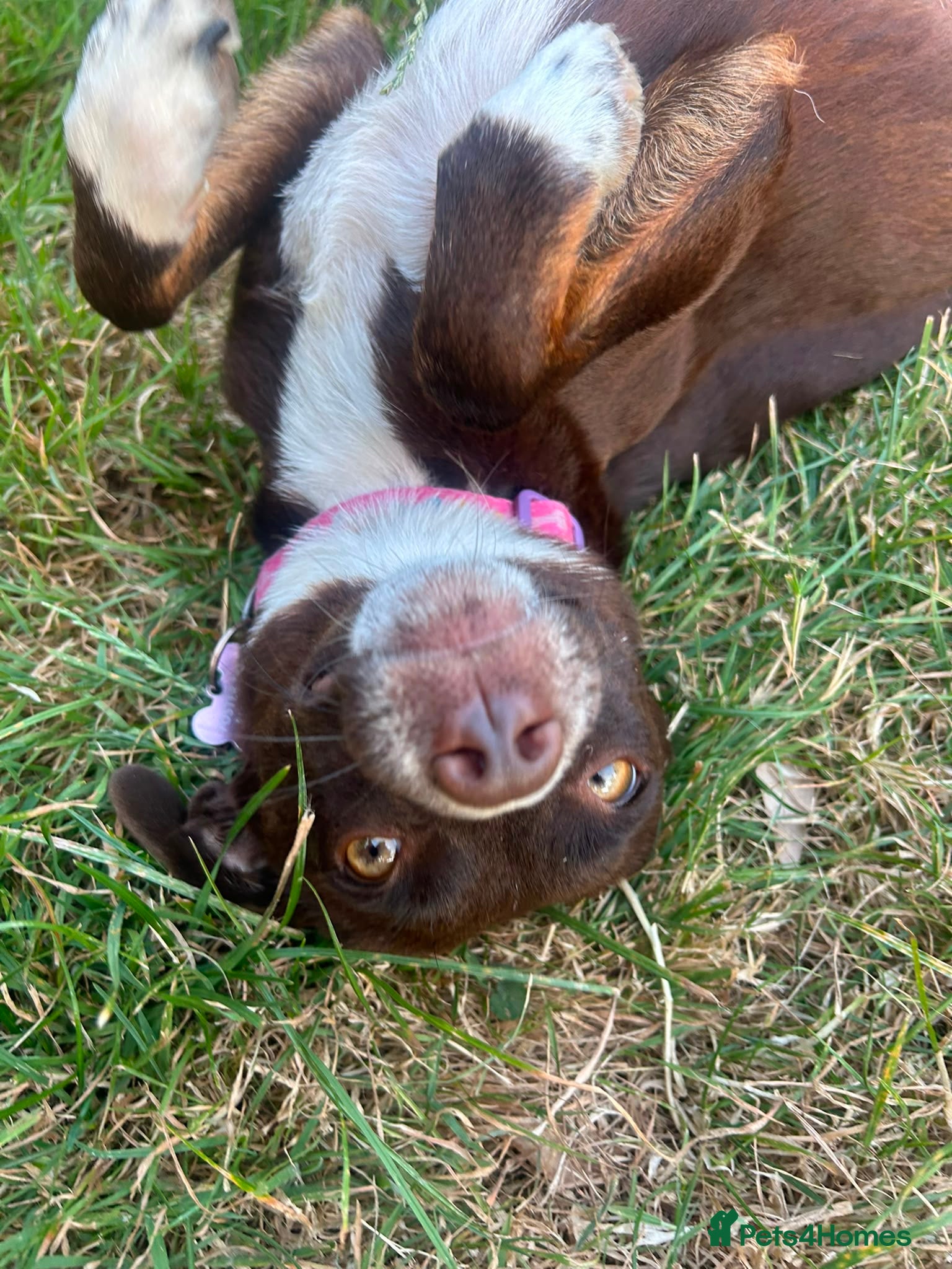 Mixed Breed dogs Kit Kat  - Advert 12