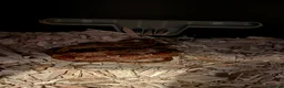 Corn Snake reptiles for sale: Red Corn snake in Oldbury - Advert 4