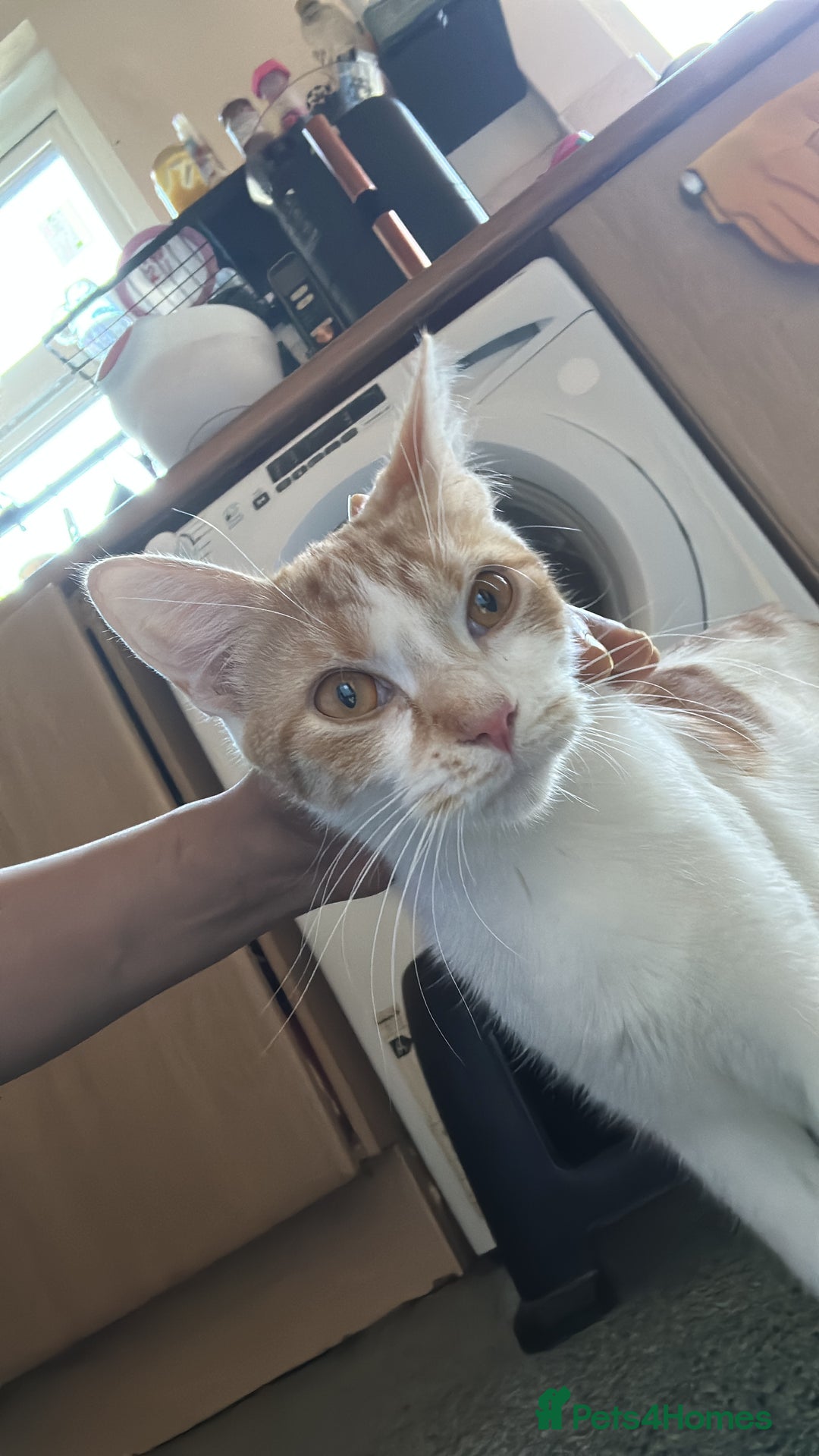 Mixed Breed cats for sale: Cat and kittens - Image 2