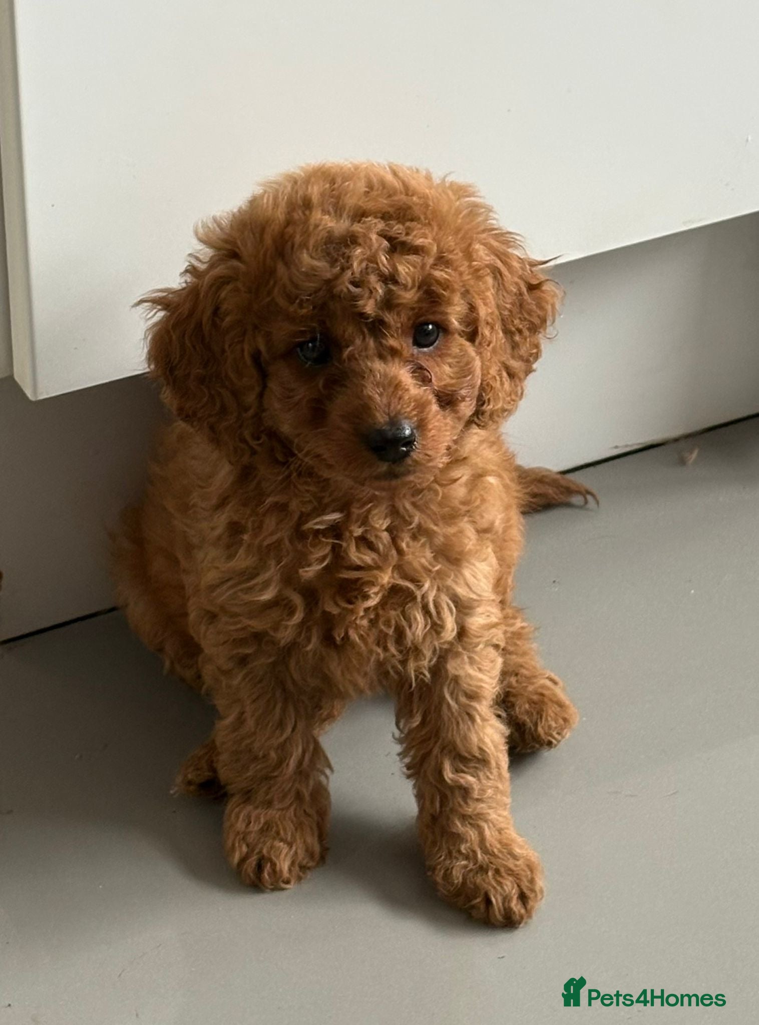 Cavapoo dogs Cavapoo puppies  - Advert 1