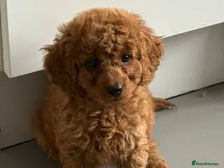 Cavapoo dogs for sale: Cavapoo puppies - Advert 3