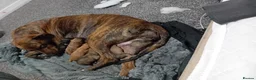 Mixed Breed dogs for sale: Puppies in South Shields - Advert 3