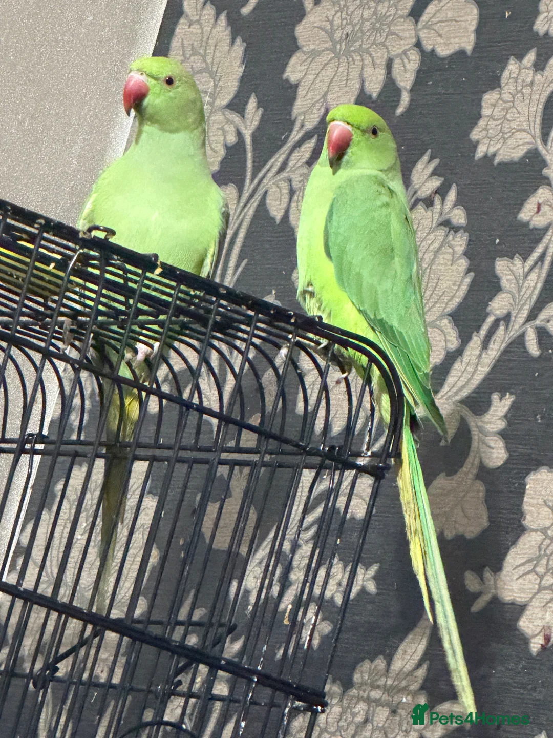Ringnecks birds for sale: Ring neck parrots for sale in Birmingham - Advert 2