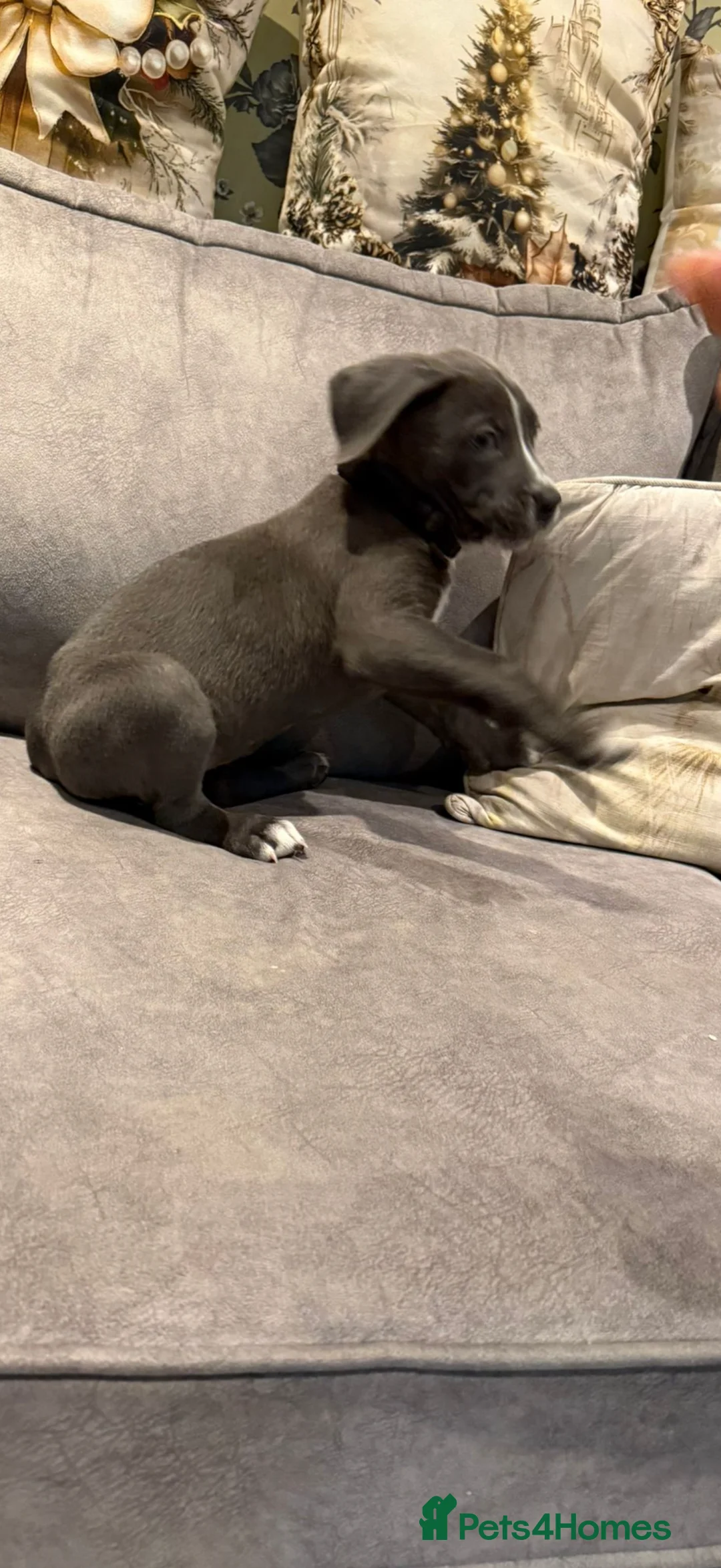 Cane Corso dogs for sale: Cane Corso puppy - Advert 4