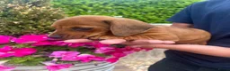 Dachshund dogs for sale: 3 miniature dachshund puppy’s 🐶 - Advert 4