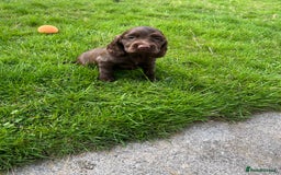 Sprocker dogs for sale: HEALTH TESTED cocker/springer spaniel puppies   - Image 4