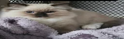 Ragdoll cats for sale: Majestic boy ❤️ - Advert 20