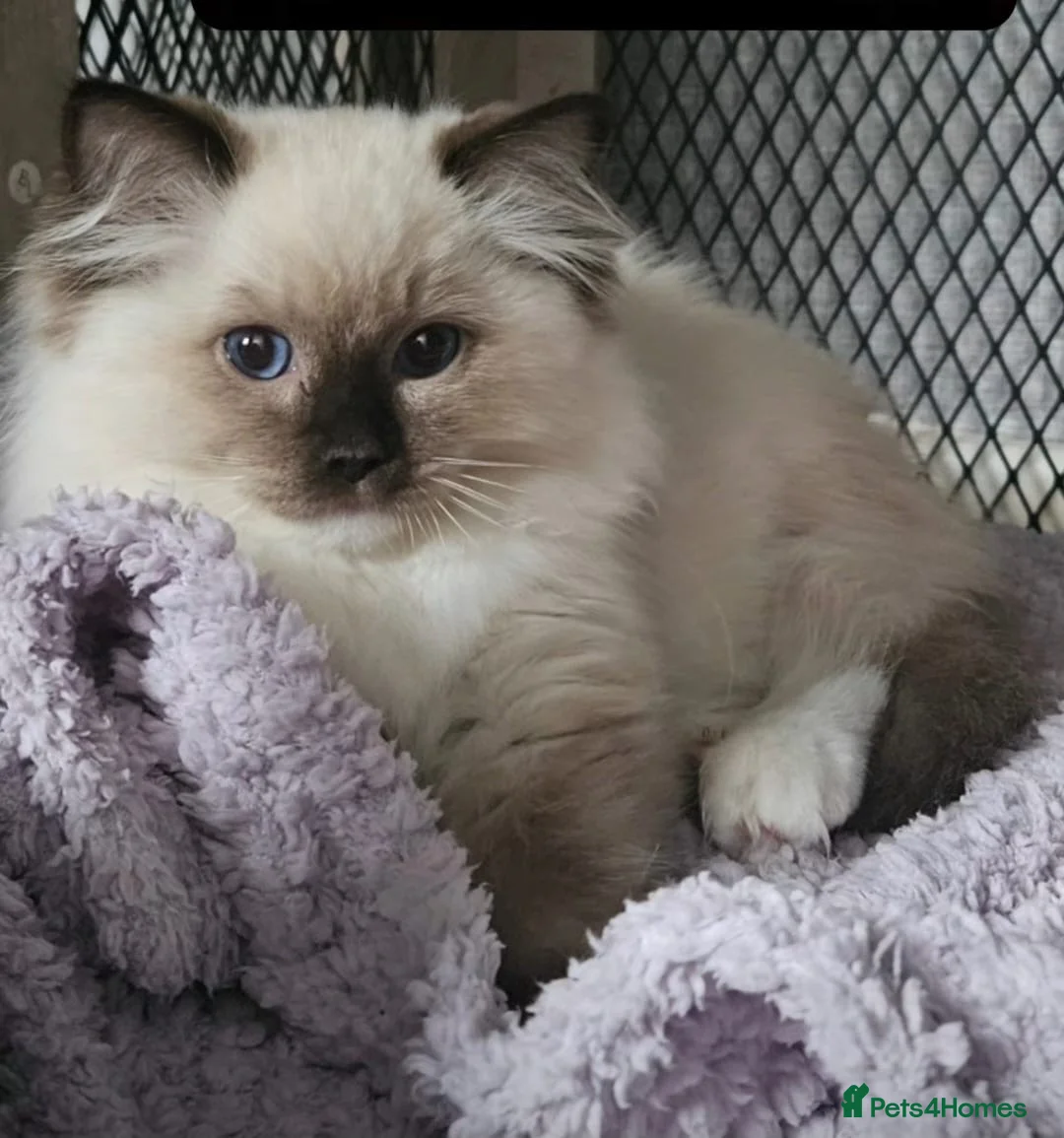 Ragdoll cats for sale: Majestic boy ❤️ - Advert 20