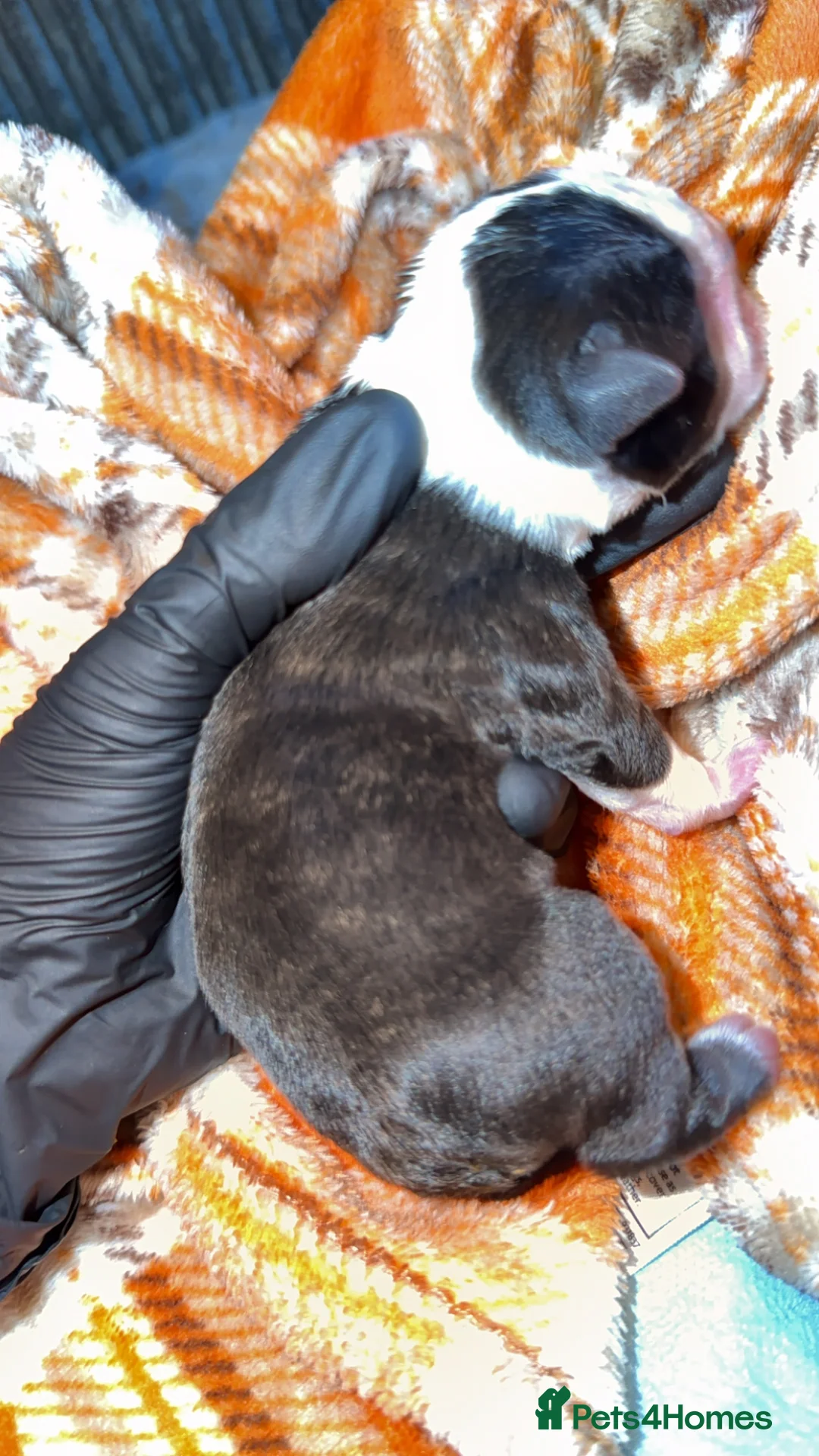 Boston Terrier dogs for sale: Quality Lines KC Registered Boston Terrier Puppies - Advert 32