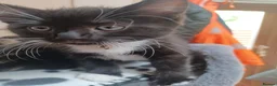 Mixed Breed cats for sale: Playful cuties wanting forever home  - Advert 8