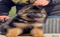 German Shepherd dogs for sale: 🐾🖤 Top-Quality Purebred German Shepherd Puppies - Image 2