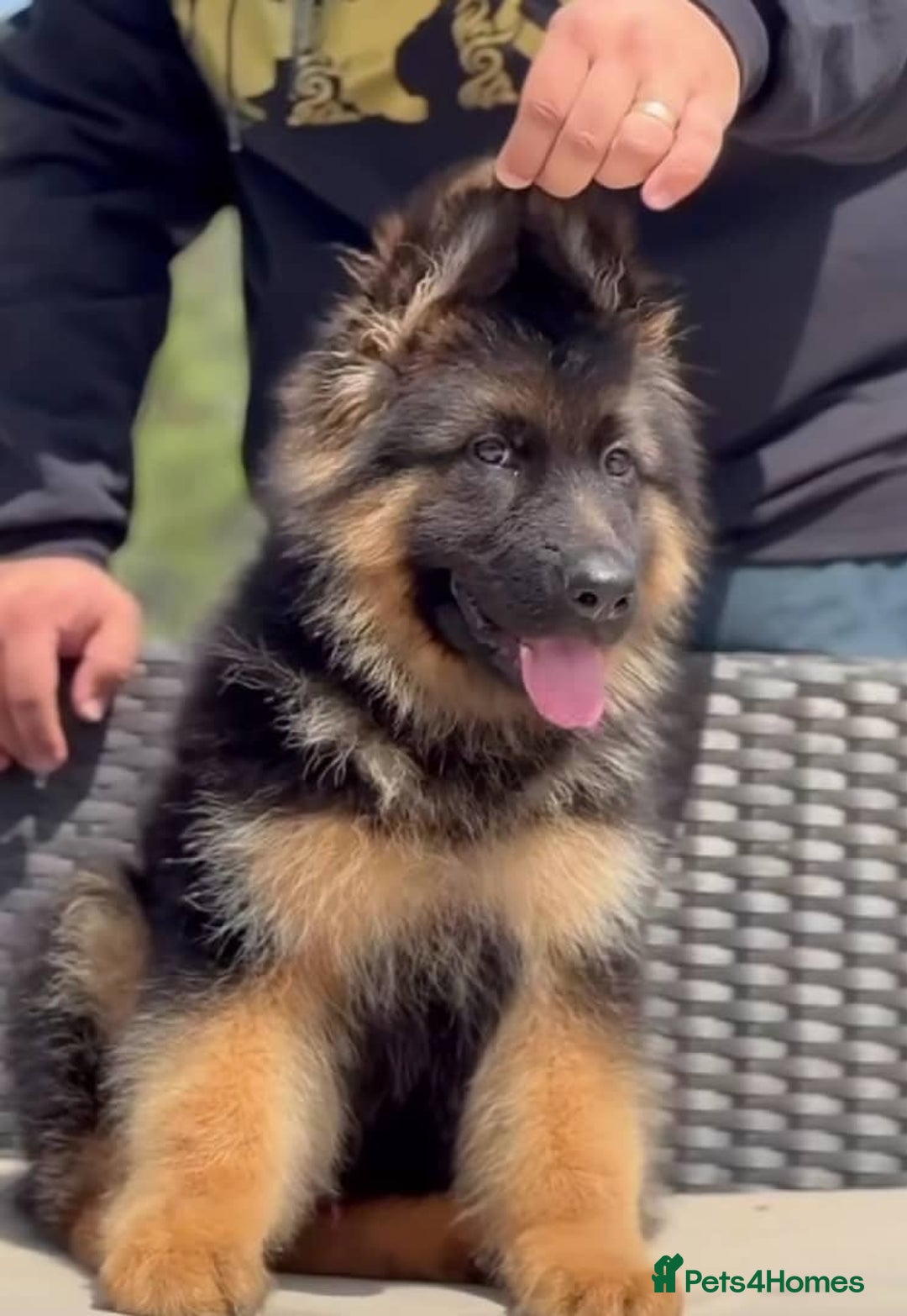 German Shepherd dogs for sale: 🐾🖤 Top-Quality Purebred German Shepherd Puppies - Image 2