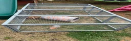English Lop rabbits for sale: Two gorgeous female lop rabbits  in Sheffield - Advert 8