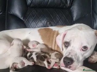 American Bulldog dogs My last baby boy - Advert 1