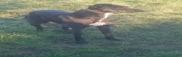 Lurcher dogs for sale: Stunning Lurcher puppies in Sheffield - Advert 11