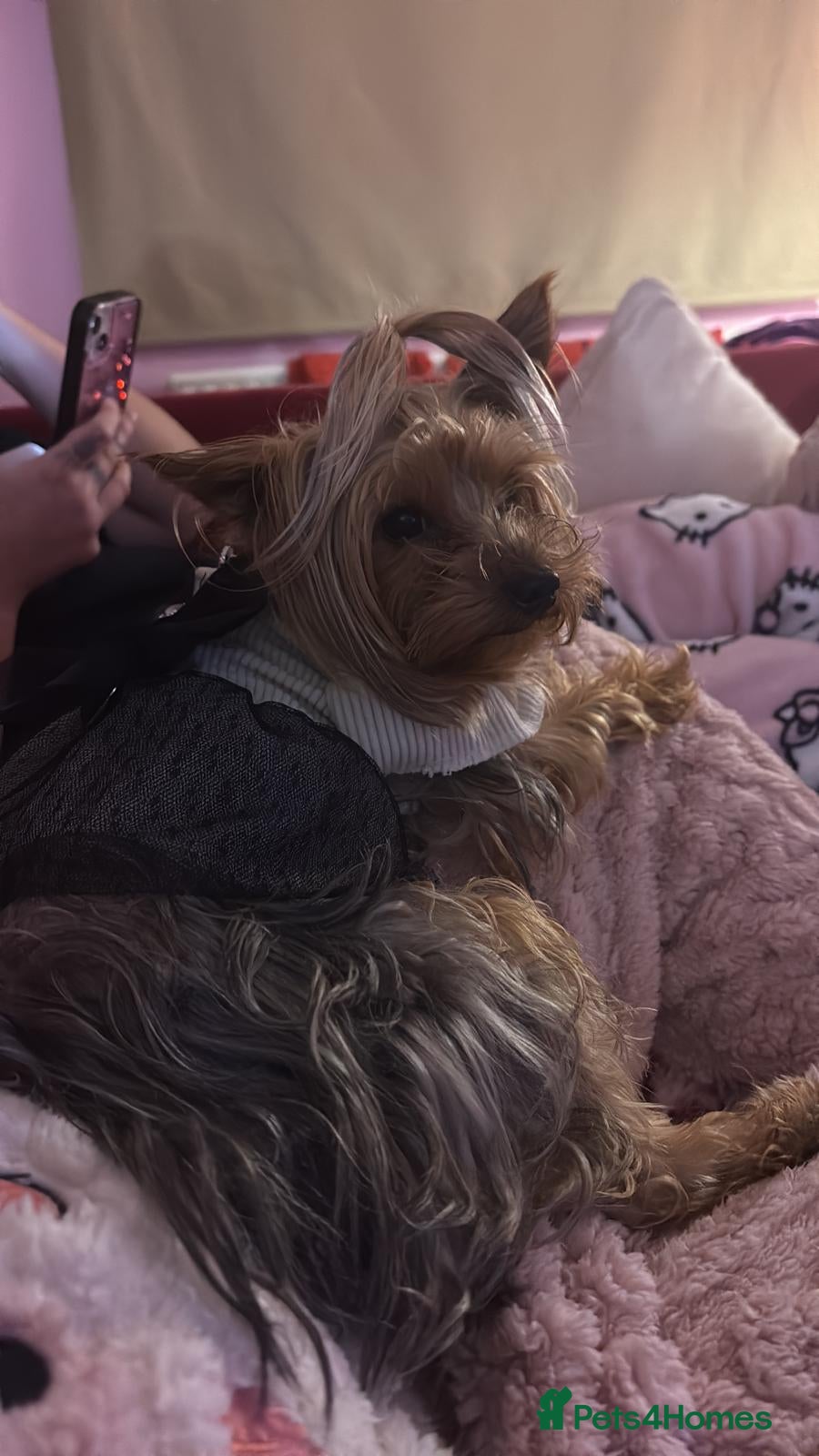 Yorkshire Terrier dogs Lovely Little Yorkshire Terrier Puppies  - Advert 17