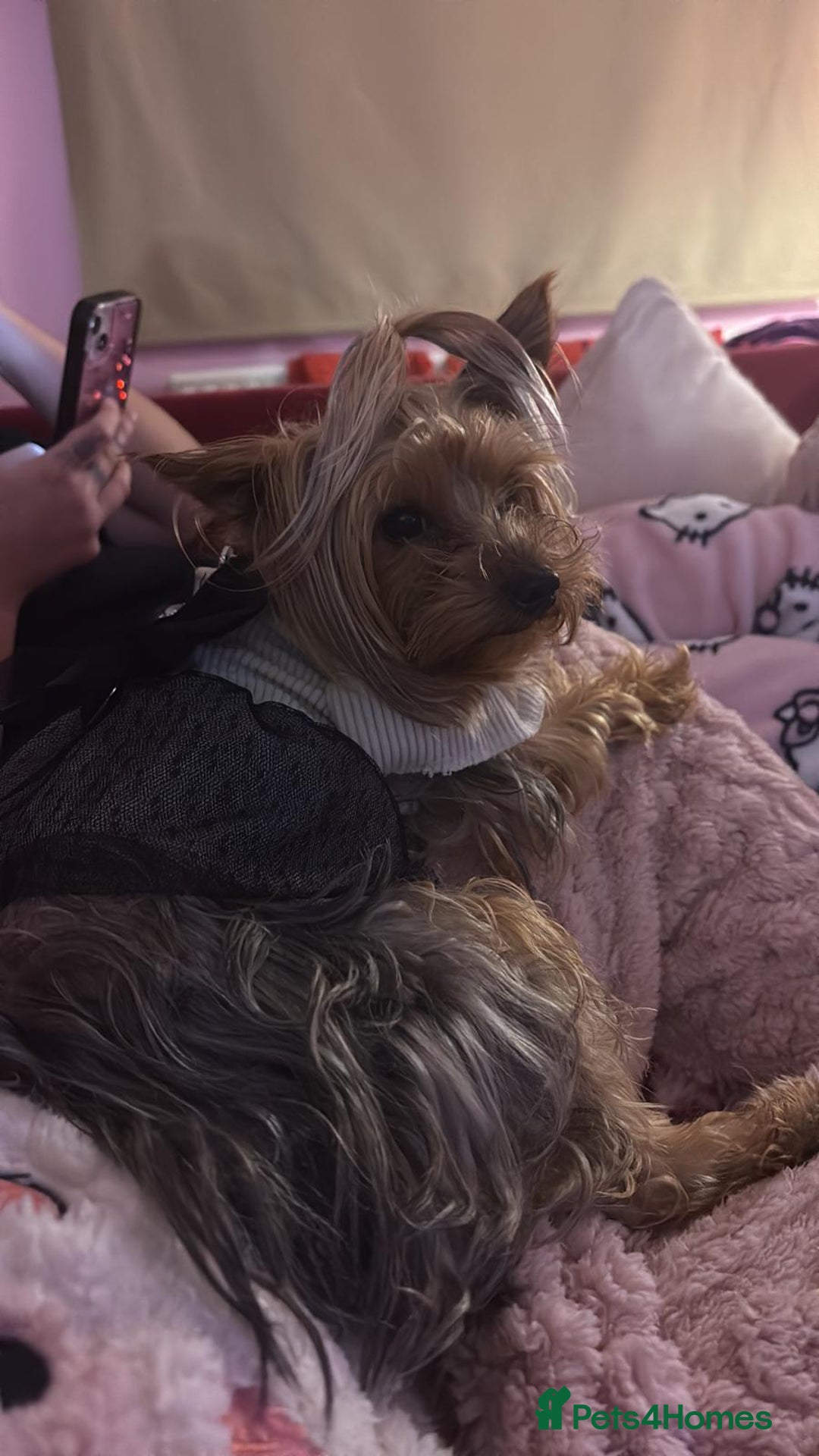 Yorkshire Terrier dogs for sale: Lovely Little Yorkshire Terrier Puppies  - Advert 1