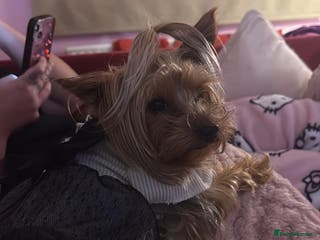 Yorkshire Terrier dogs Lovely Little Yorkshire Terrier Puppies - Advert 1