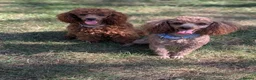 Miniature Poodle dogs for stud: Stunning proven KC health tested Red Stud - Advert 6