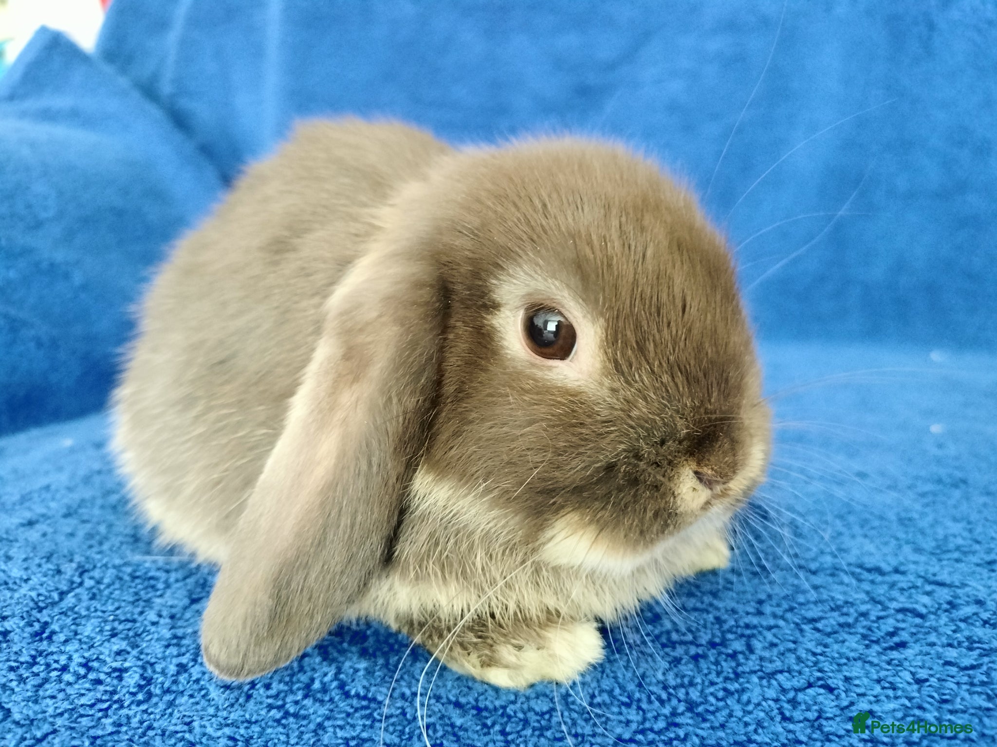 Mini Lop rabbits Baby mini lops for sale  - Advert 5