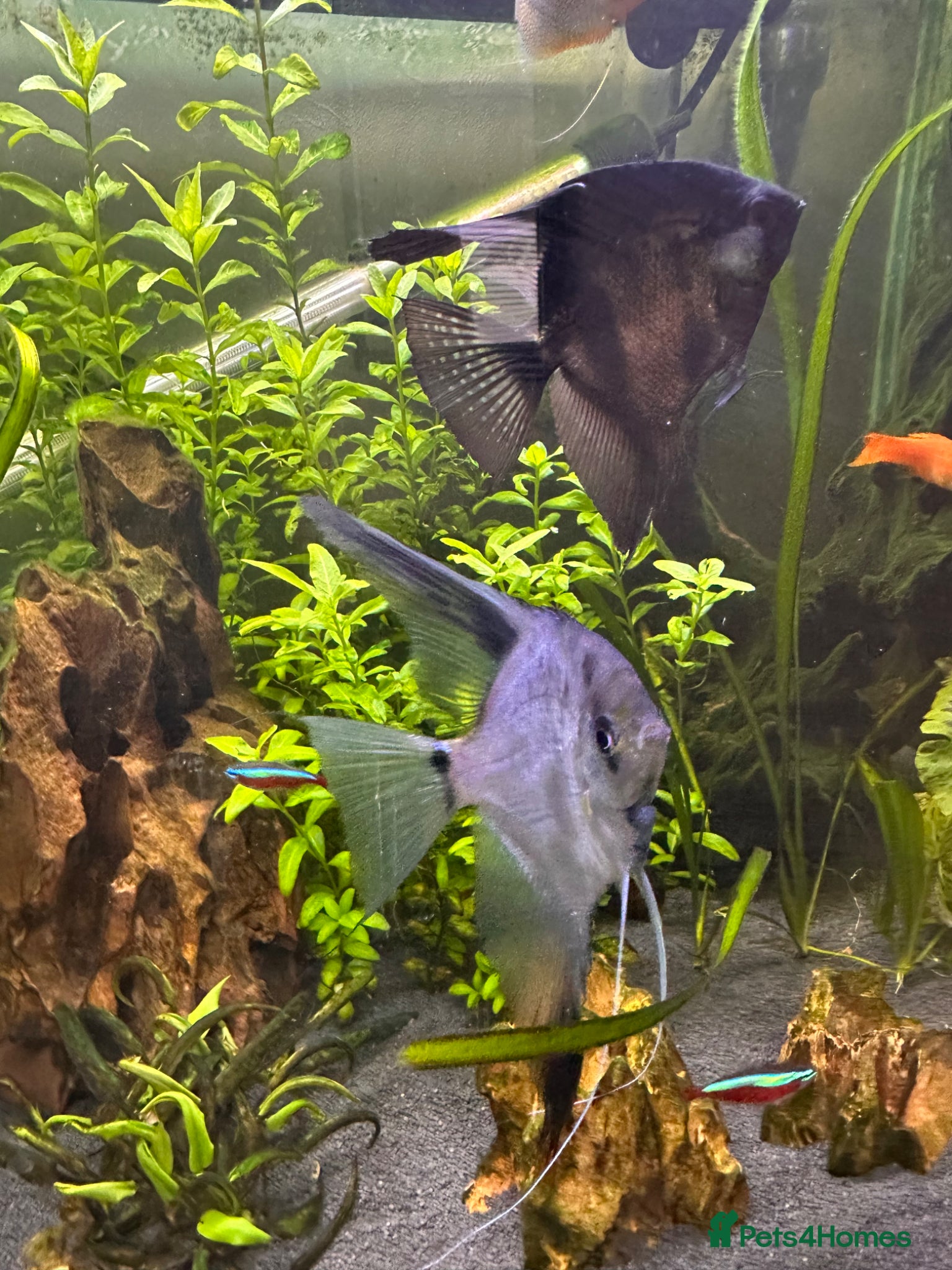 Angelfish fish Two Angel fish - Advert 8