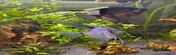 Angelfish fish for sale: Two Angel fish in Mold - Advert 1